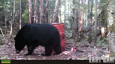 Quebec Bear Hunting