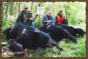 Bear hunts, Quebec bear hunting guides, bear hunting in Canada with Claude Turcotte Big Bear Hunts 