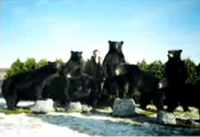 bear hunting guide, bear hunts, canada bear hunts, bear hunting guides canada, hunting guides