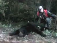 bear hunting guide, bear hunts, canada bear hunts, bear hunting guides canada, hunting guides